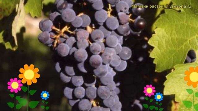 Виноград культурный Гальвера-45-9. Краткий обзор, описание характеристик vitis vinifera Galvera-45- смотреть онлайн