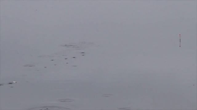 Бешеный клёв карася в межсезонье! Наконец то оторвался! Карась небольшой, но для ноября это сказка!