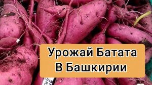 Урожай БАТАТА в Башкирии. Что выросло в это засушливое лето 2021