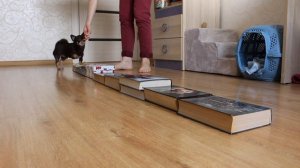 В ШОКЕ от Anny Magic! Зачем она это сняла!? Опасность для собак