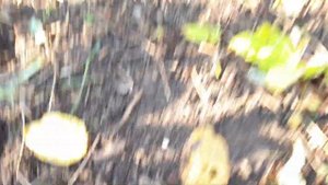 Малина Ремонтантная осенью. Обрезка Малины осенью! Да или нет !?