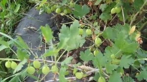 Нашествие гусениц на крыжовник