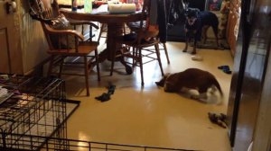 Basset Hound Puppy Acts Tuff To Rottie Then Runs Away(7/9)