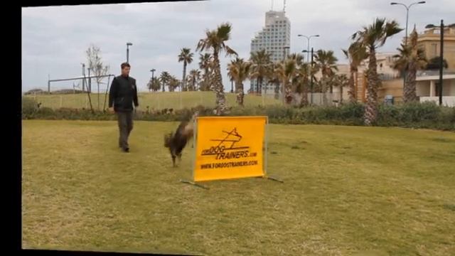 Schutzhund барьер для прыжков.flv смотреть онлайн