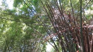 Лас Тунас Куба. Motel El Cornito  Motel El Cornito,despues del ciclon 2008,el bambu