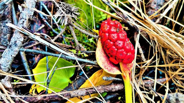 ✔ *АрхиСРОЧНО* «Бог передаёт эстафету Вознесения сро́ком... !» смотреть онлайн