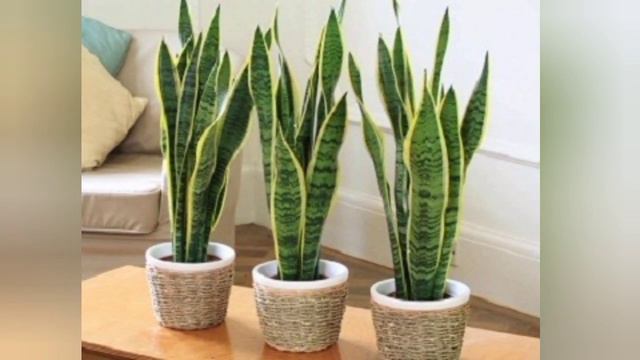 The  Best Plants for the Office, According to Plant Experts plants for your office/ land of ideas