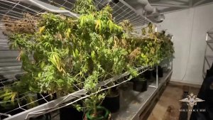 В Подмосковье полицейские обнаружили плантацию конопли / Город новостей на ТВЦ