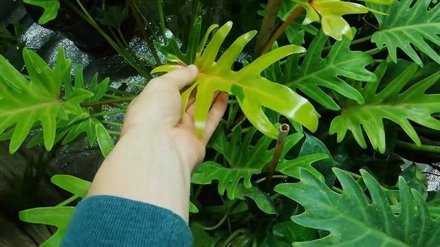 Филодендрон Ксанду триколор Philodendron Xanadu