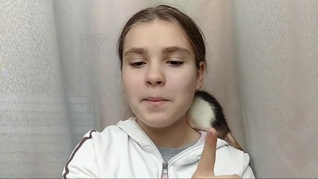 Как себя вести в первый день с крысой?