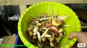 Когда сажать гладиолусы.