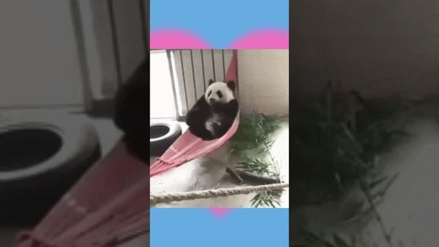 Панда, медвежата, смешные животные, Funny animals #shorts #cute #funny #panda