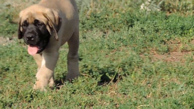 Английский мастиф. English Mastiff. NICKY смотреть онлайн