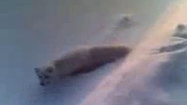 САБЕТТА ПЕСЕЦ ПРОСИТ КУШАТЬ 2016год. смотреть онлайн