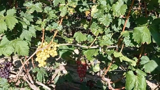@ДЕГУСТАЦИЯ Виноград БАСАНТИ Коллаж винограда, прививки смотреть онлайн