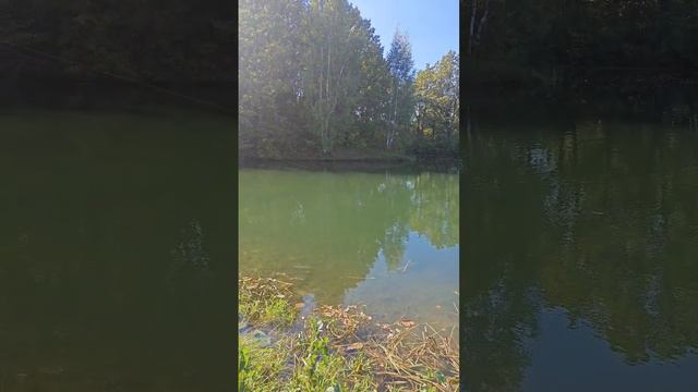рыбы море