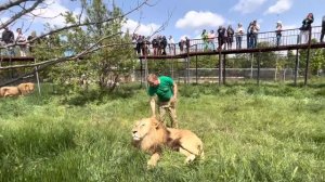 Олег Зубков РАСЧЕСЫВАЛ ГРИВЫ своим львам, но один лев решил меня прогнать и ПОШЕЛ НА МЕНЯ….