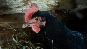 Курица кудахчет