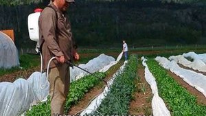 Подкормка и удобрения для свеклы