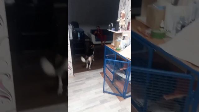 Встреча собаки с хозяином после долгой разлуки смотреть онлайн