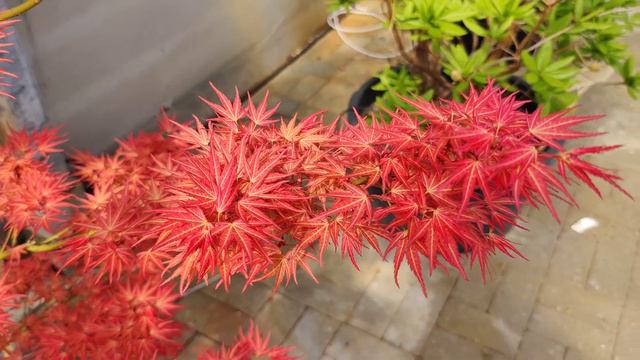 Stunning Acer Palmatum Wilson's Pink Dwarf at Baumschule Hachmann (nursery) смотреть онлайн