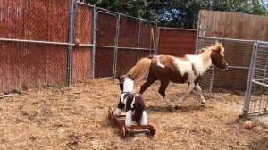 Mini Horse Echo