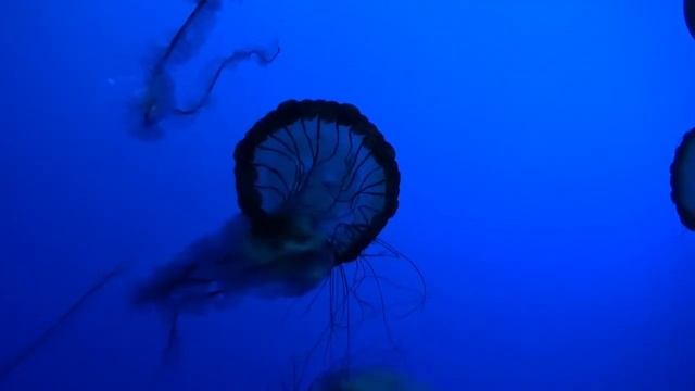 Релакс-Музыка Для Восстановления нервной системы с Объемным 3D звуком | Music For restoring смотреть онлайн