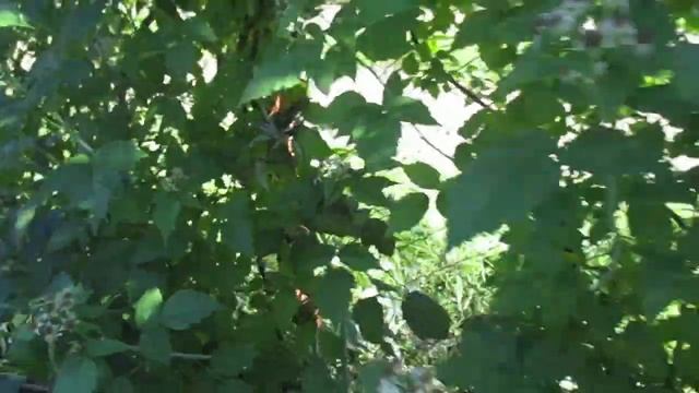 Моя любимая дача. Обзор цветника и цветение малины кумберленд. смотреть онлайн