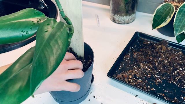 Relax с рафидофорой смотреть онлайн