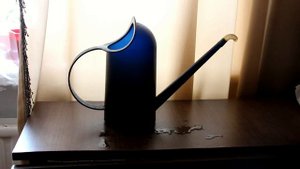 НАСТУРЦИЯ: рассадный и безрассадный способы выращивания