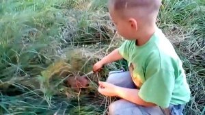 Мультик про грибы в деревне