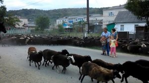 Пастухи гонят тысячи баранов, мы в центре события! Курджиново — село в Карачаево-Черкесии, Россия.