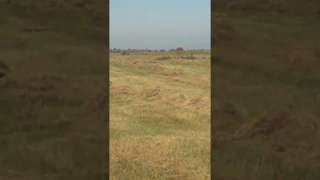 Симменталы. Обзор сенокосного поля.