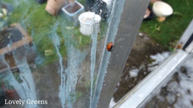 My New Greenhouse смотреть онлайн