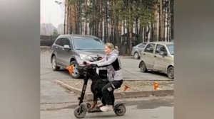 Доберман на эл.самокате ?/Doberman on an electric scooter