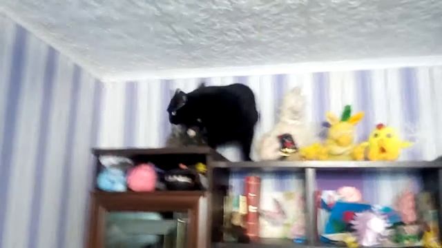 Кот после праздников ) смотреть онлайн