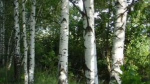 Берёзовый сок-это слёзы... То плачут берёзы, России берёзы... Серёжка Благодарный.