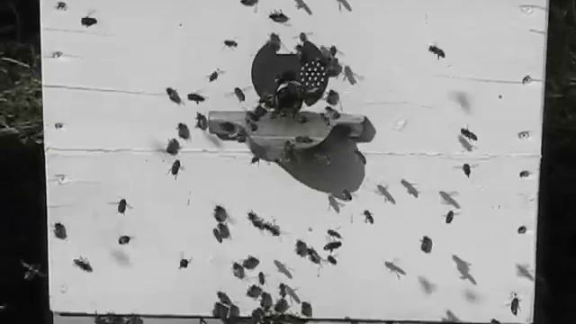 Шикарный облёт пчёл и первая пыльца весной 2020-го года, 3.03.2020 года, 10:30 утра смотреть онлайн