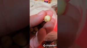 Гладиолусы. Сажаем детки гладиолусов.