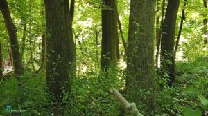 Музыка весеннего леса