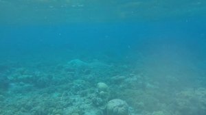 Домашний риф Dhawa Ihuru 2023