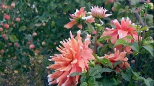 Как сформировать куст Георгины для пышного цветения