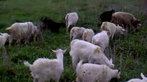 Сколько козлят приносит коза