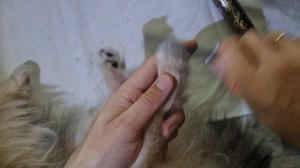 Как постричь лапки Шпицу, плюс триммер с Алиэкспресс.