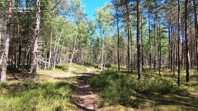 ЗЯБЛИКИ,ПЕНОЧКИ,СИНИЧКИ В СОЛНЕЧНОМ ЛЕСУ.ПЕНИЕ ЛЕСНЫХ ПТИЦ ДЛЯ ДУШИ-ПО РЕЦЕПТУ МАТУШКИ ПРИРОДЫ.