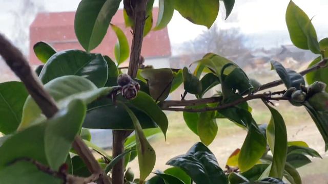 Такое растение мало кто знает смотреть онлайн