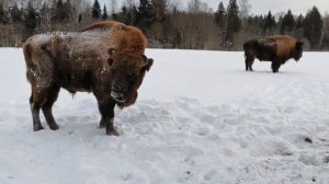 Зубр и бизон в Подмосковном Сафари-парке