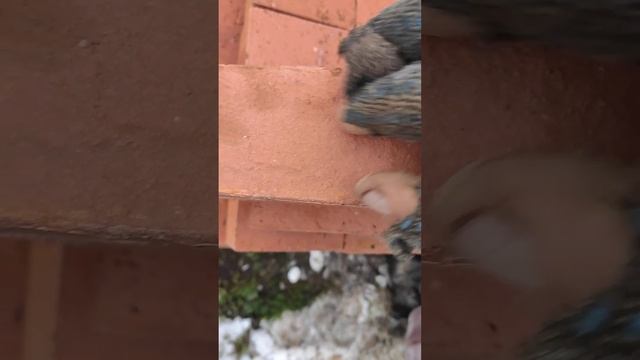 Кирпич М200 Витебск. Продолжение. смотреть онлайн