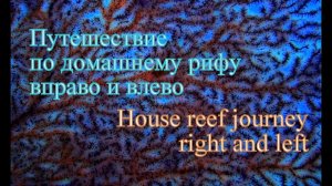 Путешествие по домашнему рифу вправо и влево/House reef journey right and left