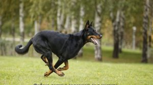 Французская овчарка босерон: описание породы